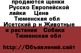 продаются щенки  Русско Европейской лайки  › Цена ­ 5 000 - Тюменская обл., Исетский р-н Животные и растения » Собаки   . Тюменская обл.